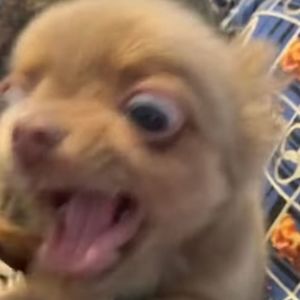 Meet your Posher, Dolores